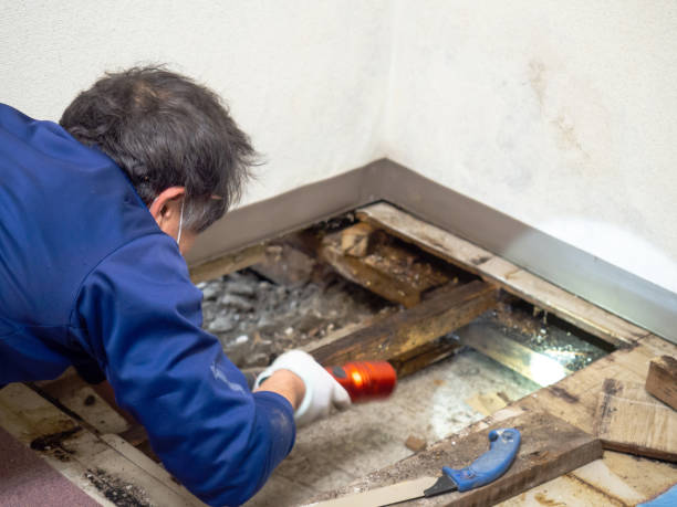 Best Mold Remediation for Specific Building Types in Union City, GA