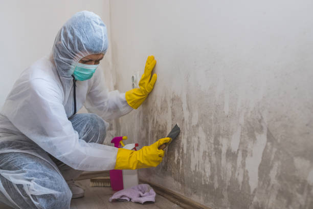 Best White Mold Remediation in Union City, GA