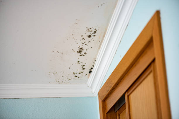 Best Basement Mold Remediation in Union City, GA