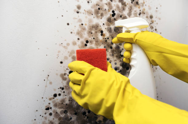 Best Localized Mold Remediation (e.g., coastal areas, humid climates) in Union City, GA