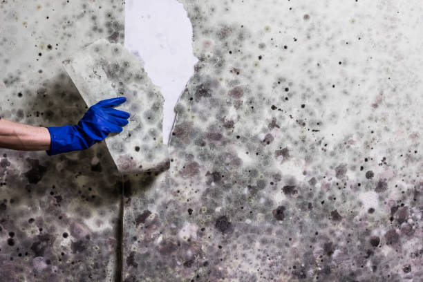 Best HVAC Mold Remediation in Union City, GA